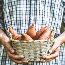sweet potatoes